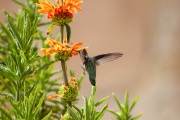 meredith pritchard hummingbird