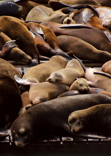 meredith pritchard sea lions laying on top of each other