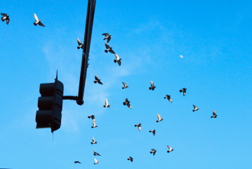 birds flying over a traffic light